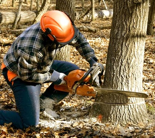 Tree Removal in Tiline, KY